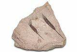 Eocrinoid (Ascocystites) Mortality Plate - Ordovician #376493-1